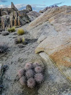 Pine: Barrel cactus im Alabama Hills and Mount Whitney