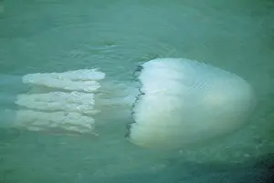 D. W. Greenslade: Barrel JELLYFISH