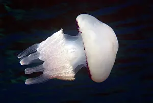 Dustbin: Barrel Jellyfish