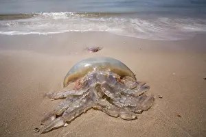 Dustbin: Barrel Jellyfish
