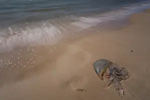 Dustbin: Barrel Jellyfish