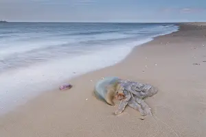 Dustbin: Barrel Jellyfish