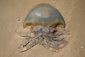 Dustbin: Barrel Jellyfish