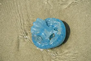 Dustbin: Barrel jellyfish, dustbin-lid jellyfish, frilly-mouthed