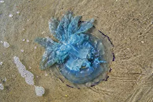 Dustbin: Barrel jellyfish, dustbin-lid jellyfish, frilly-mouthed