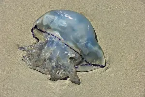 Dustbin: Barrel jellyfish, dustbin-lid jellyfish (Rhizostoma