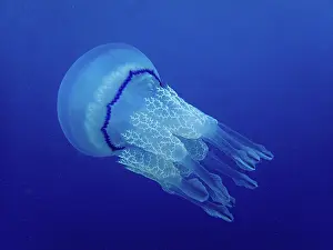 Roses: Barrel jellyfish (Rhizostoma pulmo) against a blue