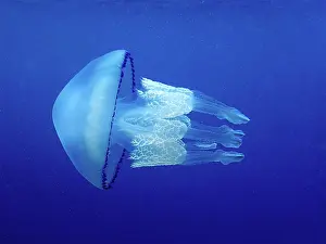 Roses: Barrel jellyfish (Rhizostoma pulmo) against a blue