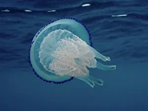 Roses: Barrel jellyfish (Rhizostoma pulmo). Dive site