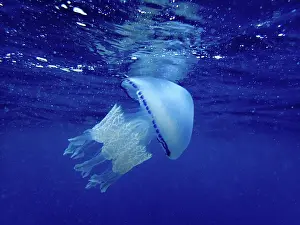 Roses: Barrel jellyfish (Rhizostoma pulmo) just below the