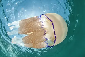 Dustbin: Barrel Jellyfish (Rhizostoma pulmo), in the Marine