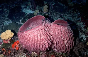 Sponges: Barrel Sponge