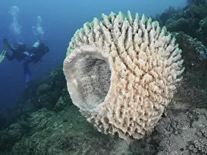 Sport: Barrel sponge, barrel sponge (Xestospongia testudinaria)