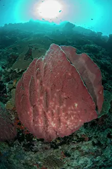 Porifera: Barrel Sponge - with sun in background, Pohon Miring
