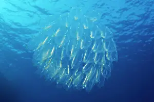 Tunicate: Barrelhead (Doliolidae), tunicate, drifting under