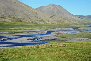 Caribous: Barren Ground Caribou - where coastal plains meet
