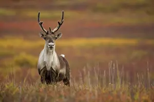 Mary: Barren-ground Caribou, Rangifer tarandus