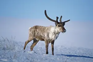 Features: barren ground caribou, Rangifer tarandus, bull with