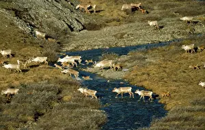 Arcticus: Barren Ground Caribou / Reindeer