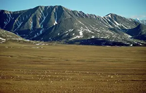 Arcticus: Barren Ground Caribou / Reindeer