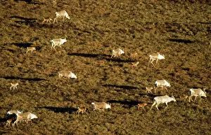 Arcticus: Barren Ground Caribou / Reindeer