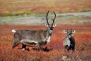 Granti: Barren Ground Caribou / Reindeer - cow & calf