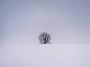 Silence: Barren lone tree on the snowy field. Cold winter