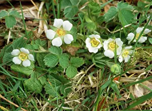 Potentilla: BARREN STRAWBERRY PLANT