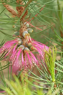 Whacky: Barrensclawflower