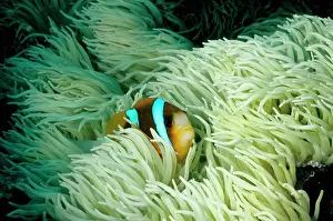 Crispa: Barrier Reef anemonefish in a Leathery sea anemone