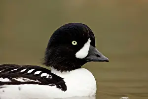 Islandica: BarrowIs Goldeneye