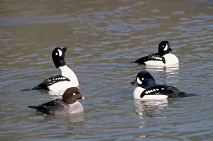 Islandica: BARROWIS GOLDENEYE DUCK - SPRING