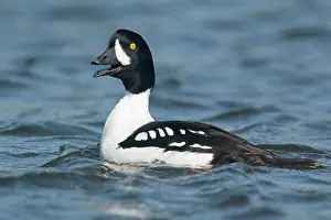 Communicate: Barrows barrows goldeneye (Bucephala islandica)