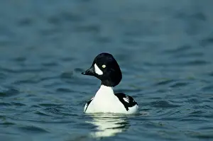 Islandica: Barrow's Goldeneye