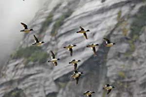Islandica: Barrow's Goldeneye