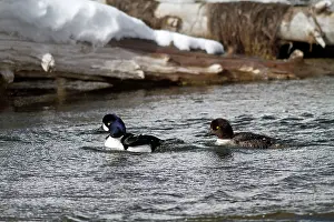 Islandica: Barrow's Goldeneye