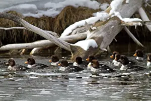 Islandica: Barrow's Goldeneye