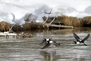 Islandica: Barrow's Goldeneye