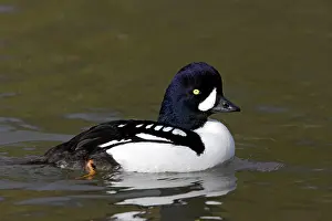 Islandica: Barrow's Goldeneye
