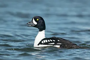 Rituals: Barrow's Goldeneye