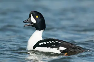 Rituals: Barrow's Goldeneye