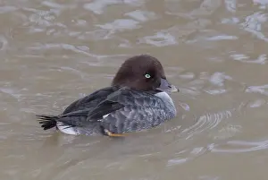 Goldeneye: Barrow's Goldeneye