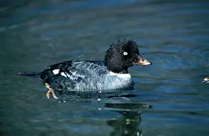 Goldeneye: Barrow's Goldeneye
