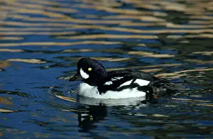 Goldeneye: Barrow's Goldeneye