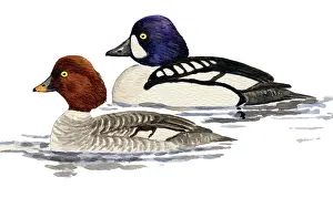 Goldeneye: Barrow's Goldeneye