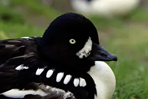 Islandica: Barrow's Goldeneye - detailed study of drake's head