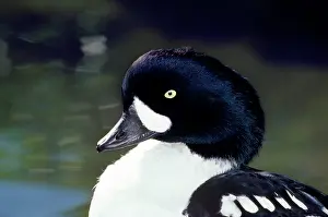Islandica: BARROW'S GOLDENEYE DUCK