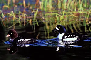 Islandica: Barrow's Goldeneye duck pair