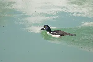 Islandica: Barrow's Goldeneye - feeding on lake flies