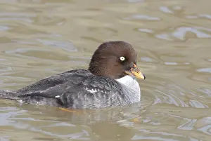 Goldeneye: Barrow's Goldeneye Female